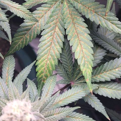 Saint Agatha  growlog timeline photo