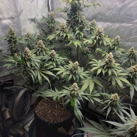 Saint Agatha  growlog timeline photo