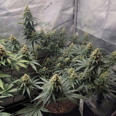 Tetilla growlog timeline photo