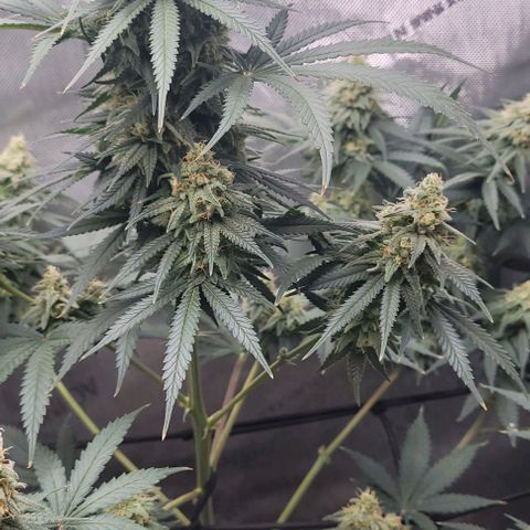 Tetilla growlog timeline photo
