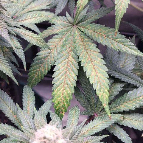 Saint Agatha  growlog timeline photo
