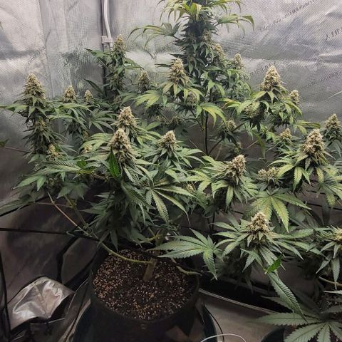 Saint Agatha  growlog timeline photo