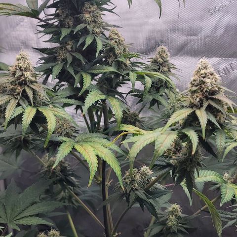 Saint Agatha  growlog timeline photo