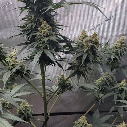 Tetilla growlog timeline photo