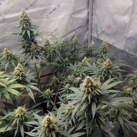 Tetilla growlog timeline photo