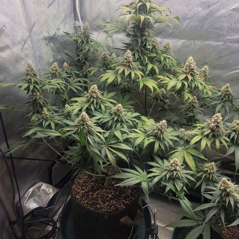 Saint Agatha  growlog timeline photo