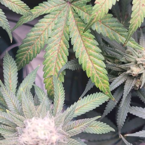 Saint Agatha  growlog timeline photo