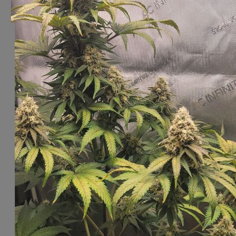 Saint Agatha  growlog timeline photo