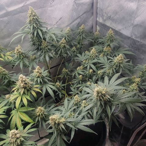 Tetilla growlog timeline photo