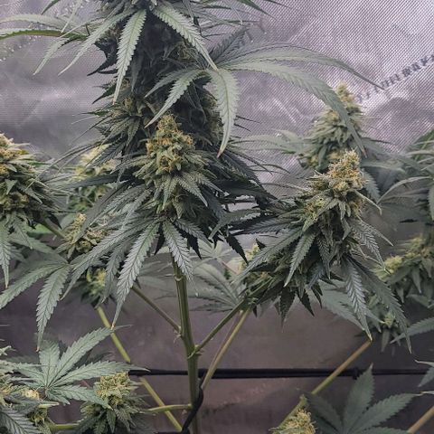 Tetilla growlog timeline photo