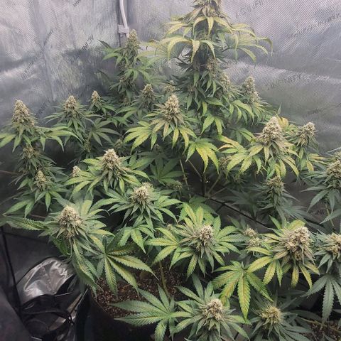 Saint Agatha  growlog timeline photo
