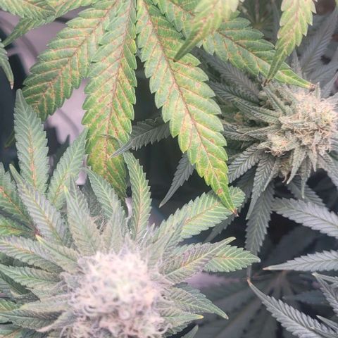 Saint Agatha  growlog timeline photo