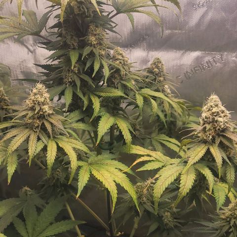 Saint Agatha  growlog timeline photo
