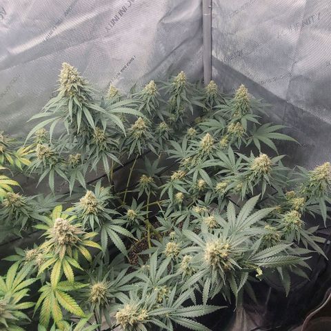 Tetilla growlog timeline photo