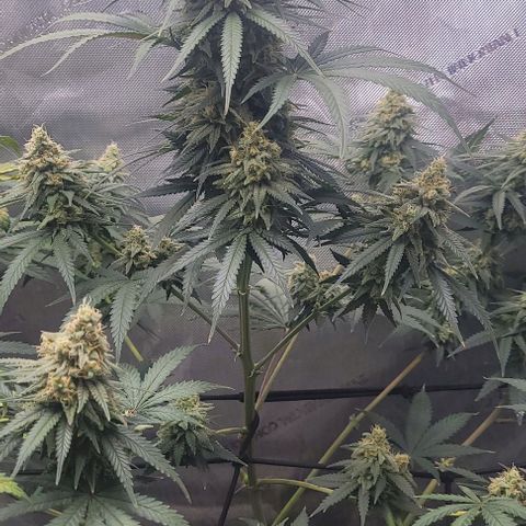 Tetilla growlog timeline photo