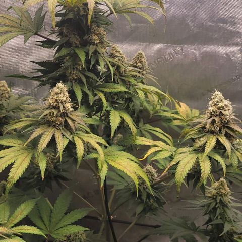 Saint Agatha  growlog timeline photo