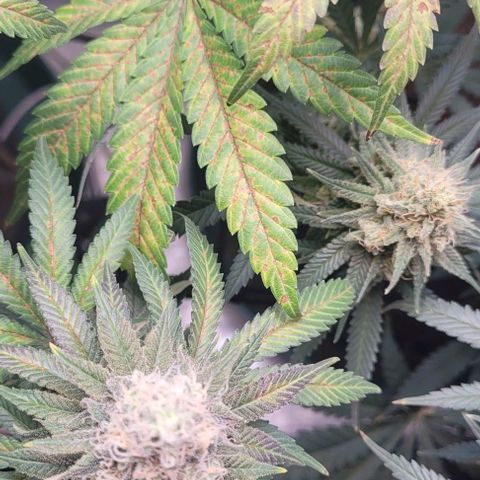 Saint Agatha  growlog timeline photo