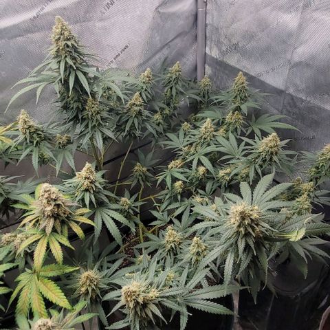 Tetilla growlog timeline photo