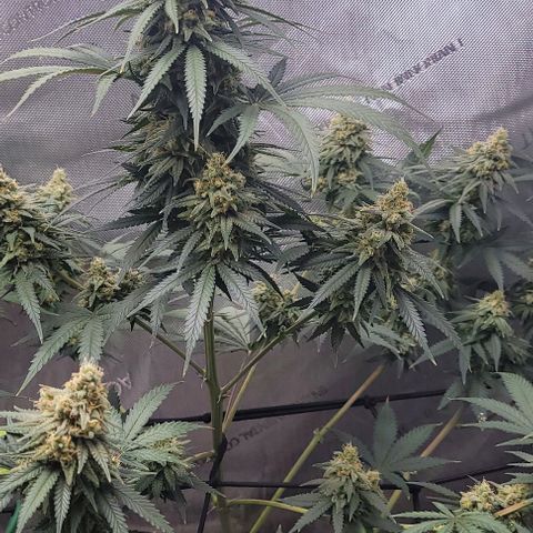 Tetilla growlog timeline photo
