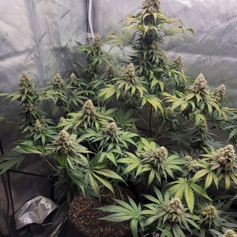 Saint Agatha  growlog timeline photo