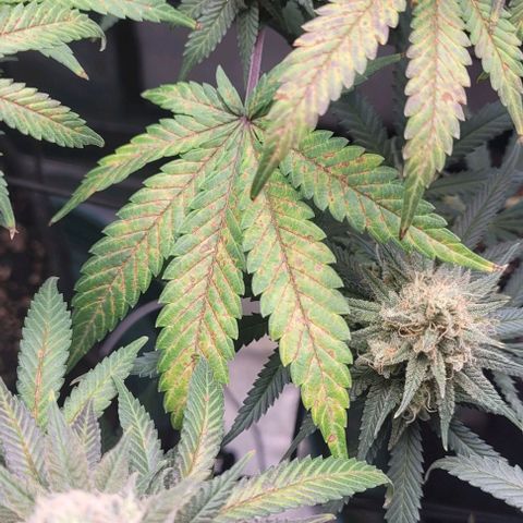 Saint Agatha  growlog timeline photo