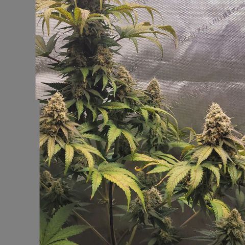 Saint Agatha  growlog timeline photo