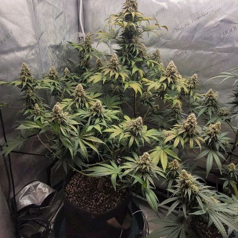 Saint Agatha  growlog timeline photo
