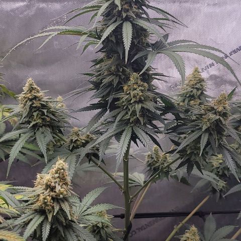 Tetilla growlog timeline photo