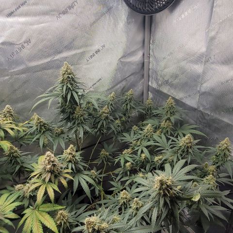 Tetilla growlog timeline photo