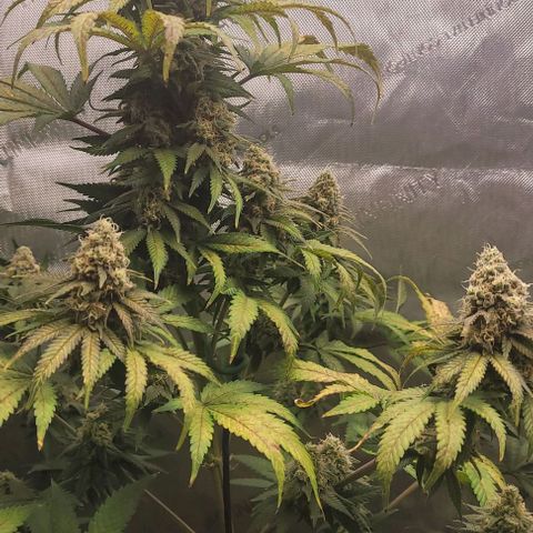 Saint Agatha  growlog timeline photo