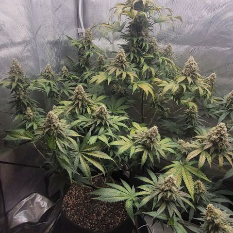 Saint Agatha  growlog timeline photo