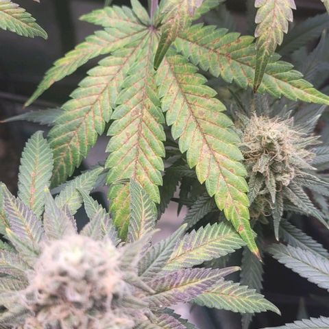 Saint Agatha  growlog timeline photo