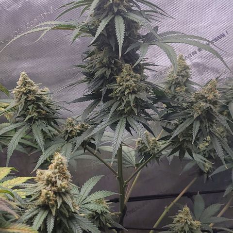 Tetilla growlog timeline photo