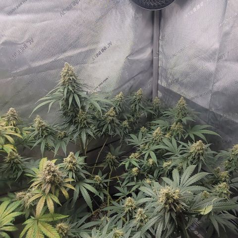 Tetilla growlog timeline photo