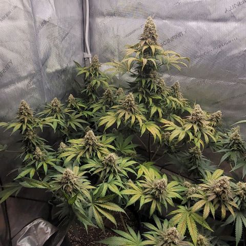 Saint Agatha  growlog timeline photo