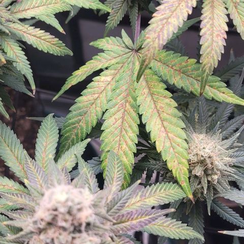 Saint Agatha  growlog timeline photo