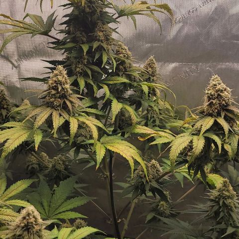 Saint Agatha  growlog timeline photo