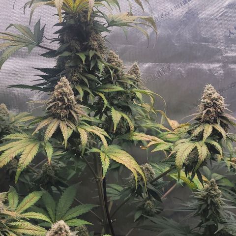 Saint Agatha  growlog timeline photo