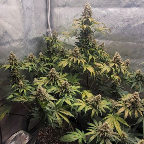 Saint Agatha  growlog timeline photo