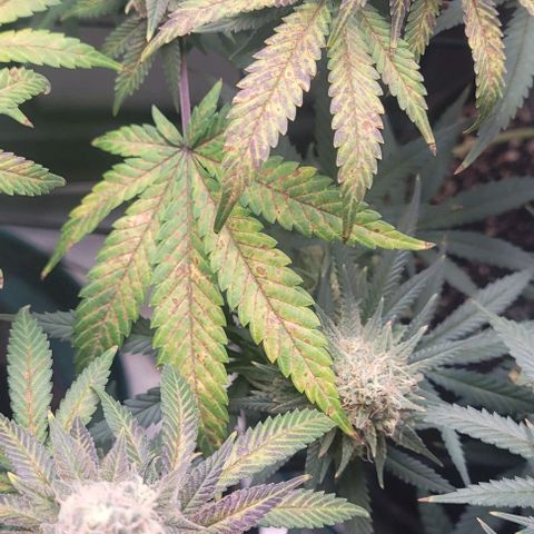 Saint Agatha  growlog timeline photo