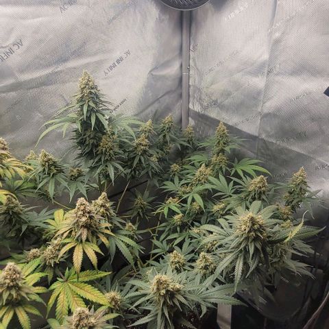 Tetilla growlog timeline photo