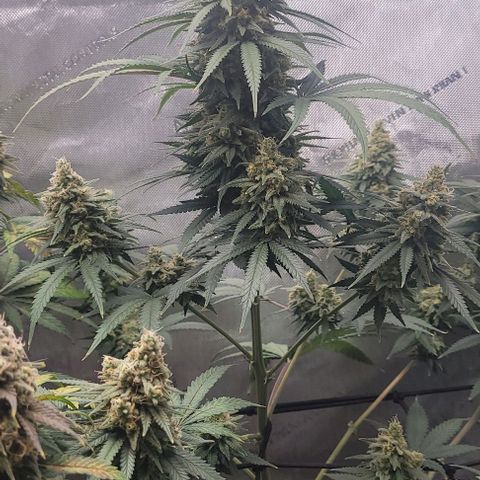 Tetilla growlog timeline photo