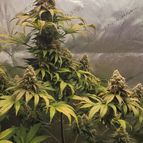 Saint Agatha  growlog timeline photo