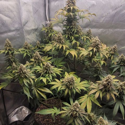 Saint Agatha  growlog timeline photo