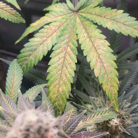 Saint Agatha  growlog timeline photo