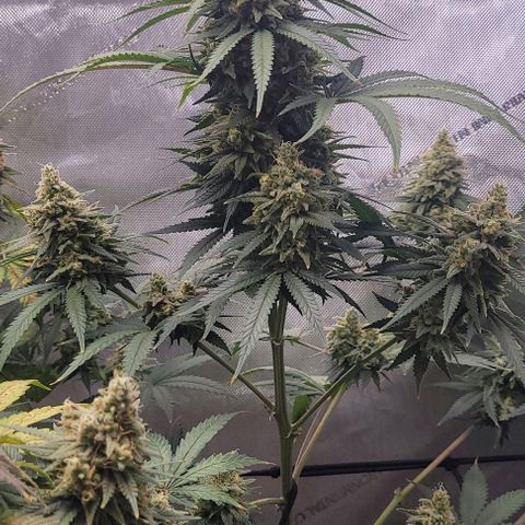 Tetilla growlog timeline photo
