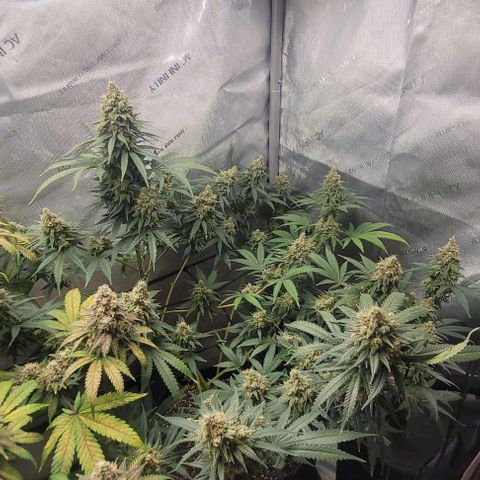 Tetilla growlog timeline photo