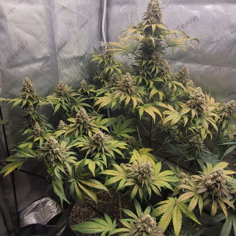 Saint Agatha  growlog timeline photo