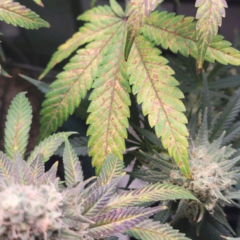 Saint Agatha  growlog timeline photo