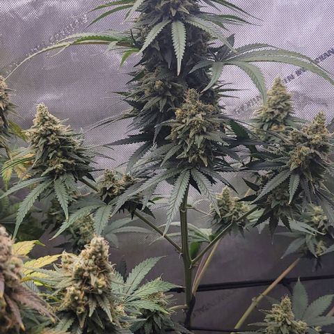 Tetilla growlog timeline photo